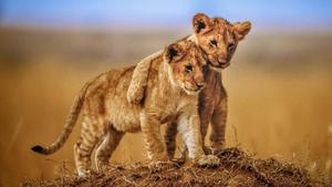 4K Laptop Lion Cub Brothers
