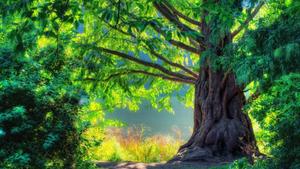 4k Nature Big Tree 4k nature wallpaper