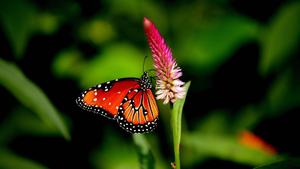 4k Nature Butterfly 4k nature wallpaper