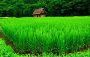 4k Nature Farm 4k nature wallpaper