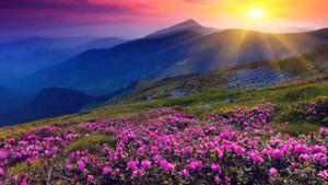 4k Nature Flowers And Sunrise 4k nature wallpaper