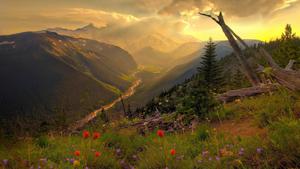 4k Nature Flowers On Mountain 4k nature wallpaper