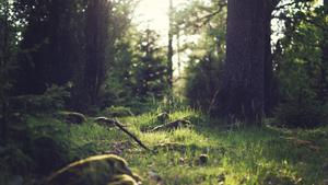 4k Nature Forest Grounds 4k nature wallpaper