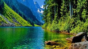 4k Nature Greenery 4k nature wallpaper