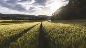 4k Nature Meadows And Sunlight 4k nature wallpaper