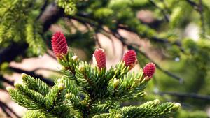 4k Nature Pine Tree 4k nature wallpaper