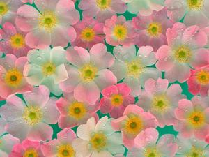 4k Nature Pink Flowers 4k nature wallpaper