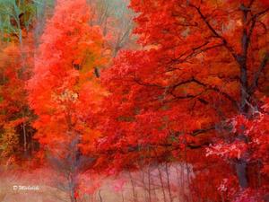 4k Nature Red Trees 4k nature wallpaper