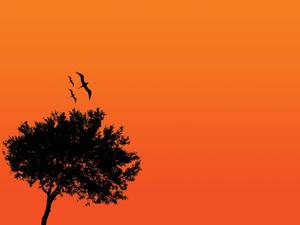 4k Nature Tree Silhouette 4k nature wallpaper