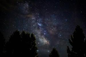 4k Space Evergreen Trees Wallpaper