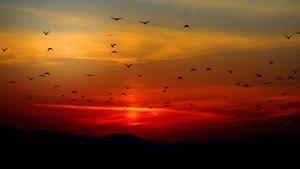 4k Ultra Hd Flock Of Birds 4k ultra hd wallpaper