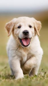 8K iPhone Golden Retriever Puppy 8k iphone wallpaper