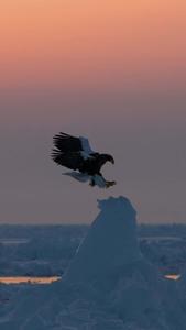 a bald eagle flies over a frozen body of water eagle iphone wallpaper