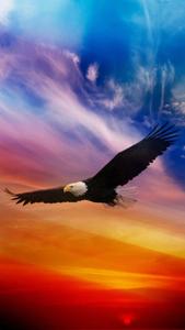 a bald eagle flying in the sky with colorful sunset eagle iphone wallpaper