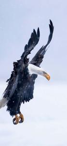a bald eagle flying over the snow eagle iphone wallpaper