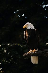 a bald eagle perched on a branch eagle iphone wallpaper