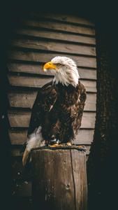 a bald eagle sitting on a wooden post eagle iphone wallpaper