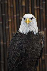 a bald eagle with a white beak eagle iphone wallpaper
