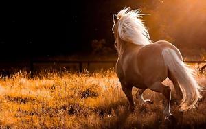 "A beautiful and serene horse standing in a picturesque green meadow"