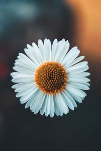 A beautiful backdrop of nature and flowers. nature flower wallpaper