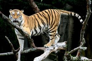 A beautiful Bengal tiger lounging atop a rock in the wild. tiger wallpaper
