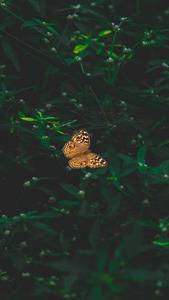 A beautiful black butterfly with a delicate aesthetic black aesthetic wallpaper
