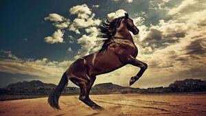 A beautiful black horse galloping through an open meadow horse wallpaper