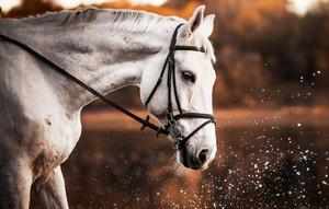 A Beautiful Black Horse Running Wild in the Fields horse wallpaper