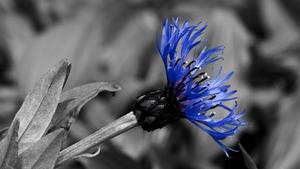 A beautiful blue glowing flower, vibrating with life. flower wallpaper