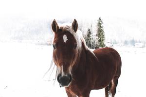 A beautiful Brown Horse enjoying a winter wonderland horse wallpaper