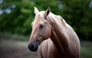 A beautiful brown horse standing in the middle of a grassy meadow. horse wallpaper