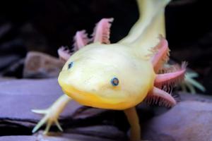 A beautiful close-up of an Axolotl axolotl wallpaper