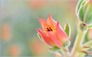 A beautiful colorful flower, perfect for any occasion! flower wallpaper