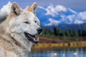 A beautiful forest-dwelling grey wolf wolf wallpaper