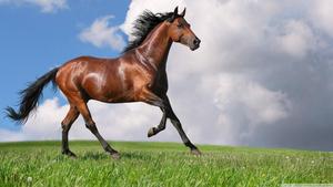 A beautiful horse galloping along a sandy beach horse wallpaper