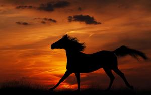 A Beautiful Horse Grazing in a Field of Wildflowers horse wallpaper