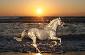 A beautiful horse running in an open field horse wallpaper