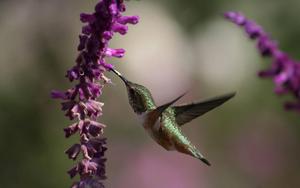 A beautiful hummingbird feeds from colorful flowers beautiful wallpaper