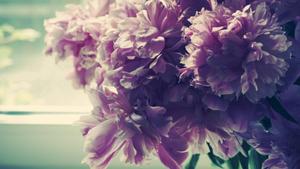 A Beautiful Muted Purple Flower - A Symbol of Nature's Beauty flower wallpaper