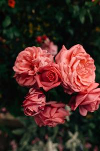A beautiful pink flower in nature nature flower wallpaper