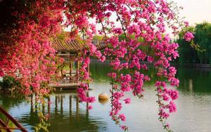 A beautiful pink hanging flower, softly swaying in the wind. flower wallpaper