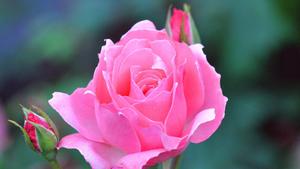 A beautiful pink rose in full bloom beautiful wallpaper