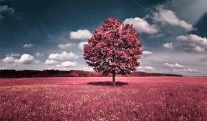 A beautiful pink tree surrounded by vibrant colors of nature beautiful wallpaper