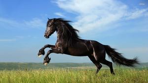A beautiful, pure white horse enjoying a run in the outdoors.