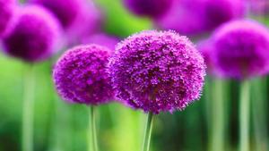 A beautiful purple flower in full bloom beautiful wallpaper