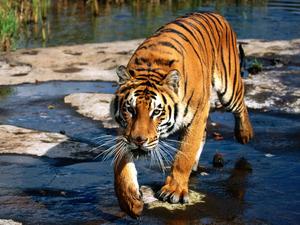 A beautiful tiger in its natural environment tiger wallpaper