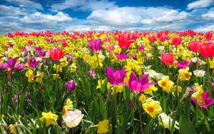 A beautiful view of Spring flowers spring wallpaper