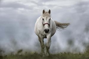 A beautiful white horse enjoying a warm sunset