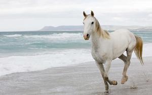 A beautiful white Horse in a lush green Meadow horse wallpaper