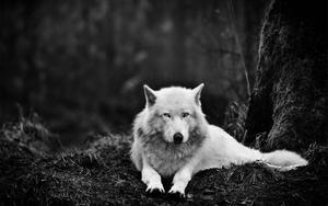 A beautiful white wolf standing in the snow wolf wallpaper